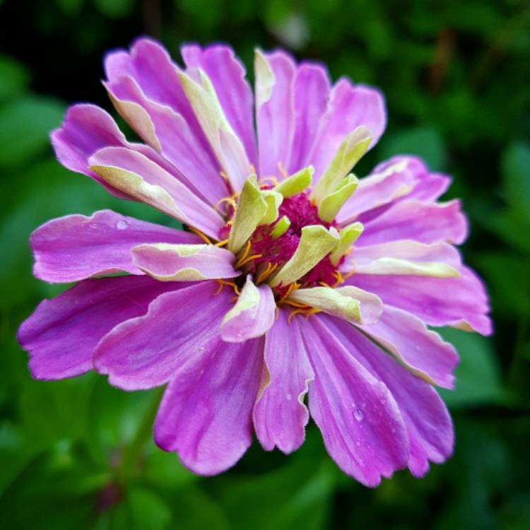 Plant image Zinnia elegans 'Purple Prince'