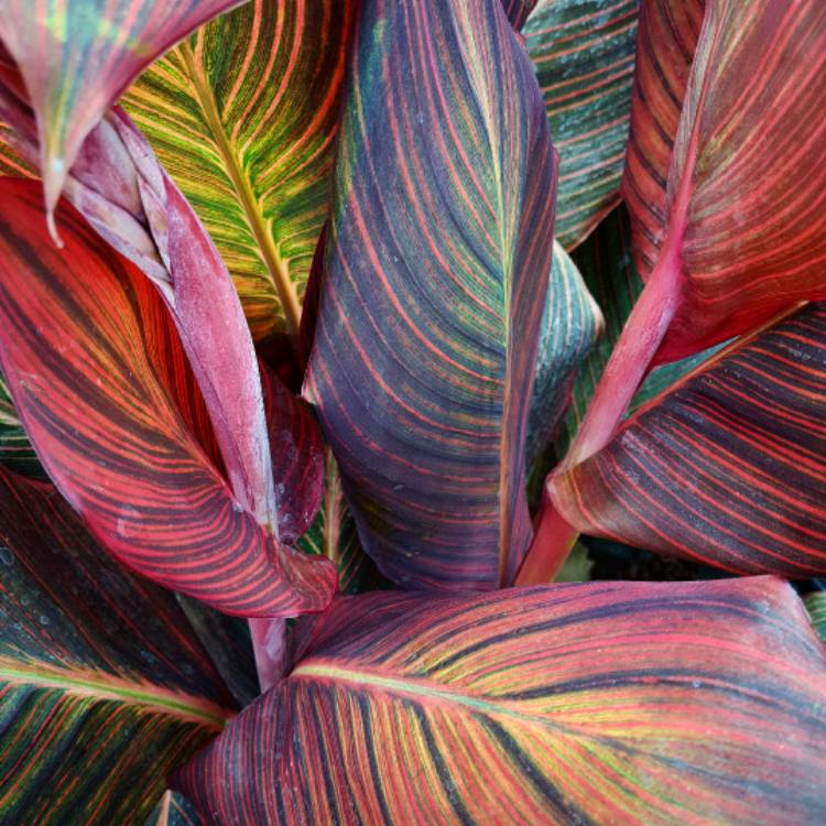 Plant image Canna 'Phasion' syn. Canna 'Durban', Canna 'Tropicanna', Canna 'Inferno'
