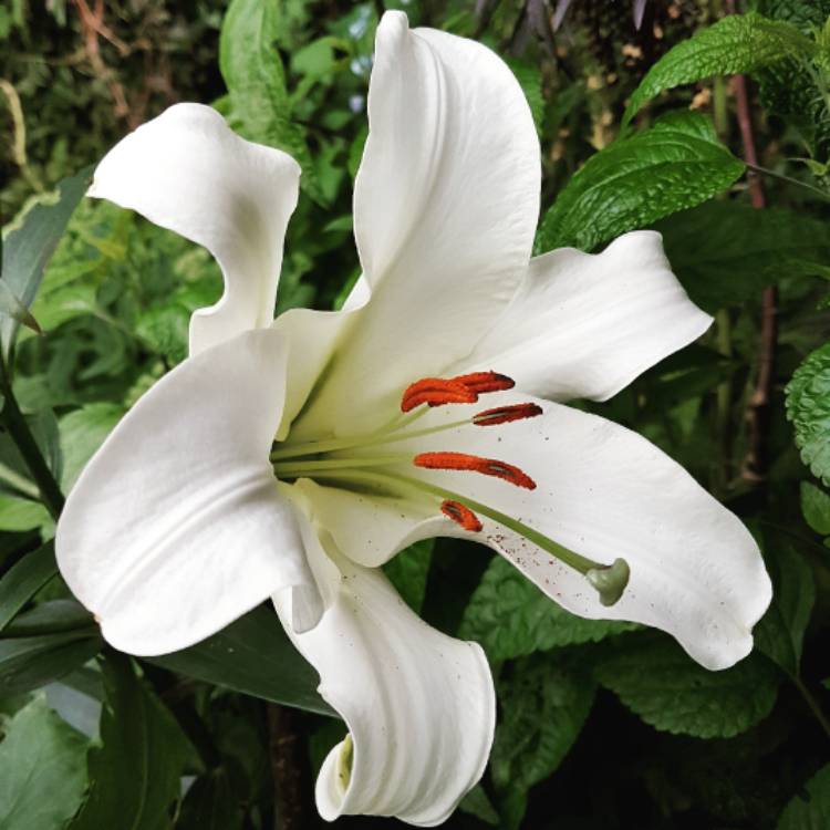 Plant image Lilium 'Pretty Woman'