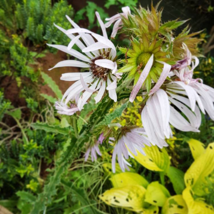 plant image 526686