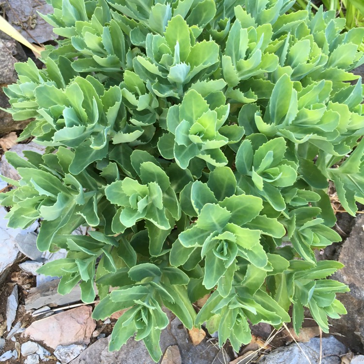 plant image 583204