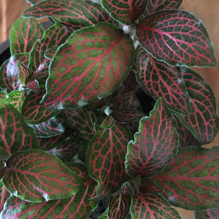 Plant image Fittonia agyroneura 'Mini Red Vein'