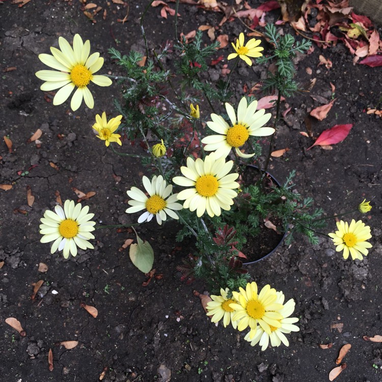 Plant image Cota tinctoria 'E.C. Buxton syn. Anthemis tinctoria 'E.C. Buxton', Anthemis tinctoria 'Buxton's Variety', Anthemis tinctoria 'Mrs Buxton'