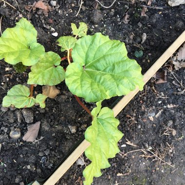 Rhubarb