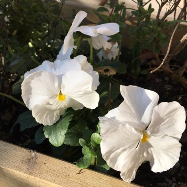 Pansy