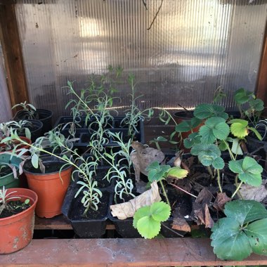 Andrea's garden