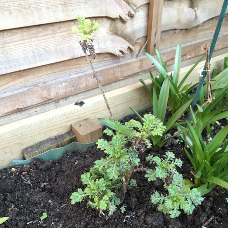 plant image 621436
