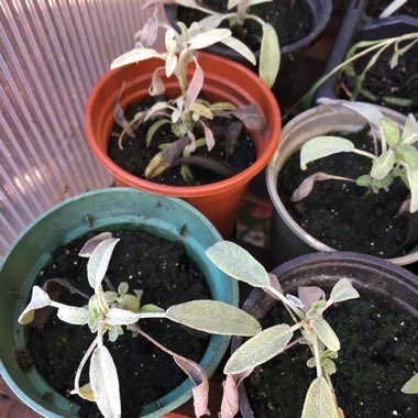 Garden Sage