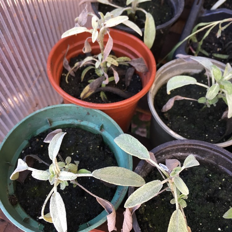 plant image 622292