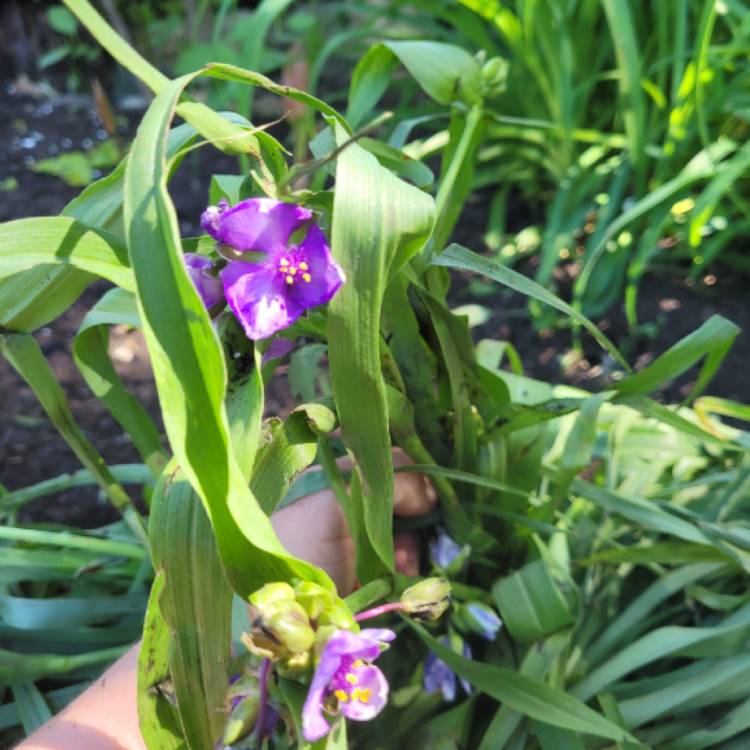 Plant image Tradescantia ohiensis