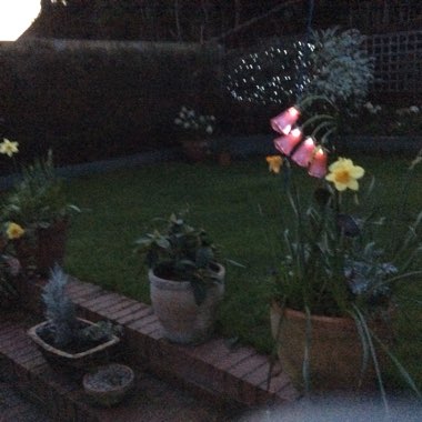 Denise's garden