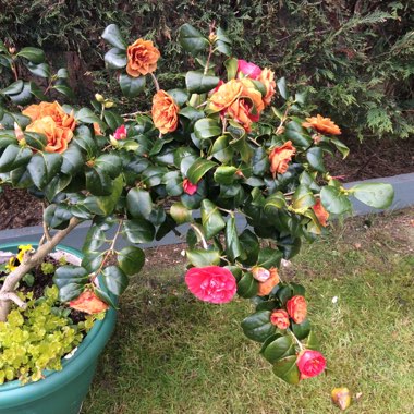 Denise's garden