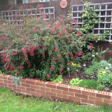 Denise's garden