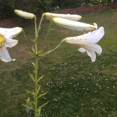 Denise's garden