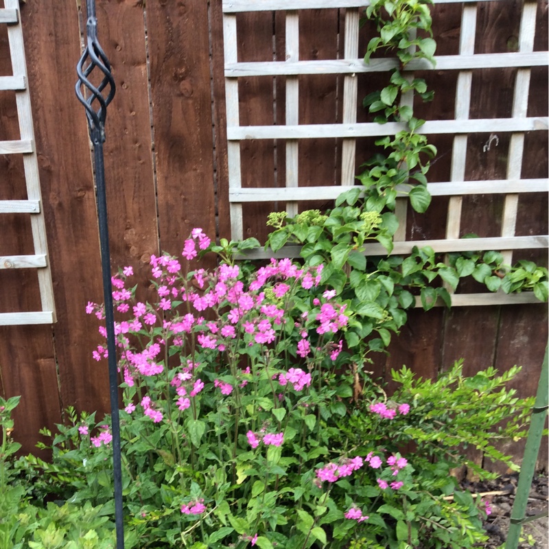 Denise's garden