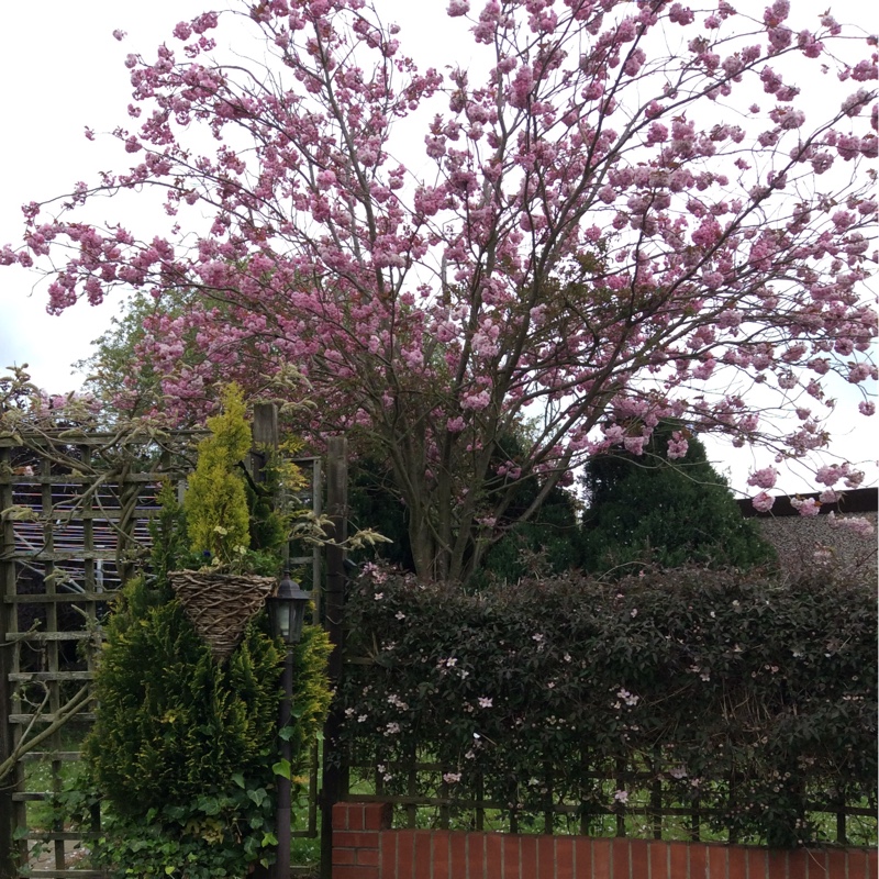 Denise's garden