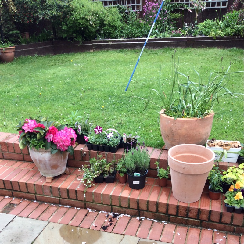 Denise's garden