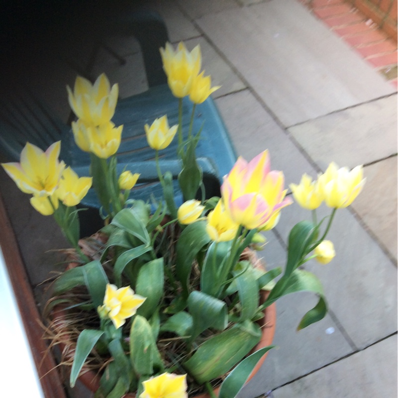 Denise's garden