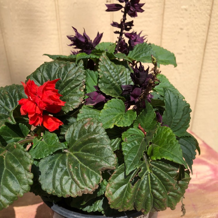 Plant image Salvia splendens 'Sizzler Purple'