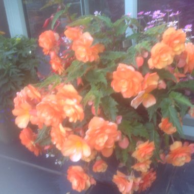 Tuberous Begonia 'Nonstop Mix'