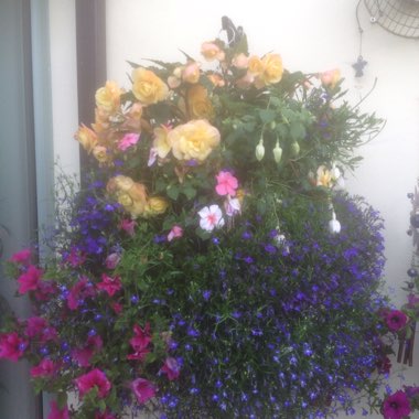 Tracey's garden