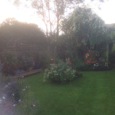Tracey's garden
