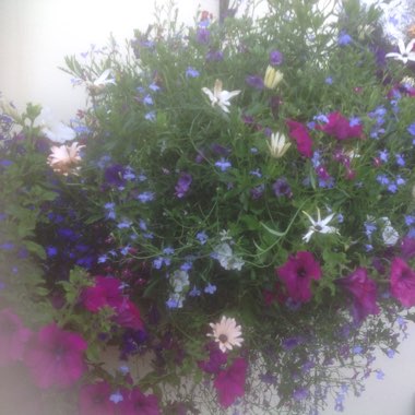 Tracey's garden