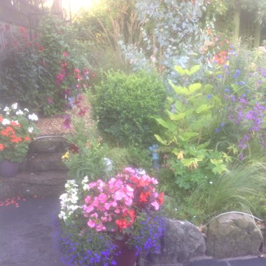 Tracey's garden