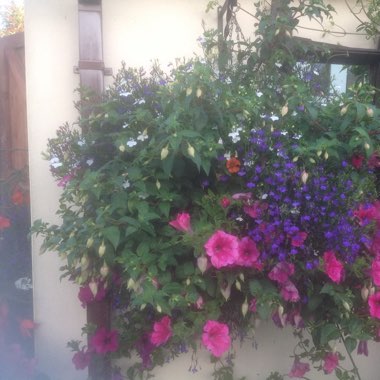 Tracey's garden