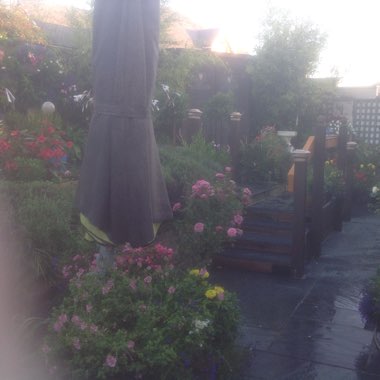Tracey's garden