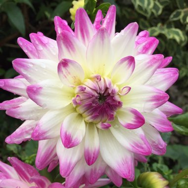 Dahlia