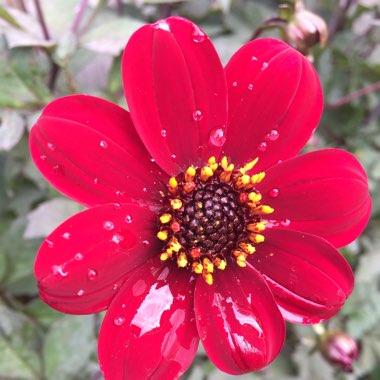 Dahlia 'Bishop of Llandaff' (Peony-flowered)