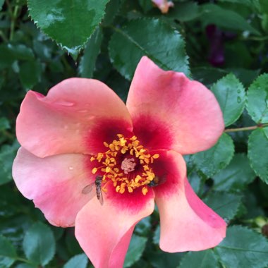 Rose 'For Your Eyes Only' (Shrub)