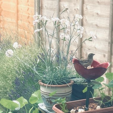 Wildflower's garden