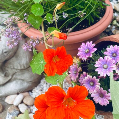 Nasturtium