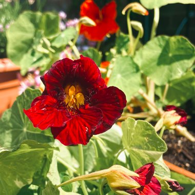 Wildflower's garden