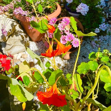 Wildflower's garden