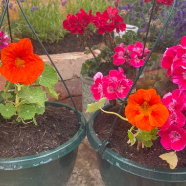 Wildflower's garden