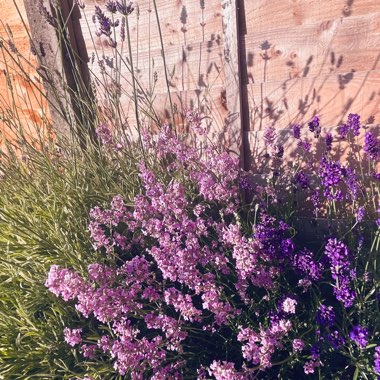 Wildflower's garden