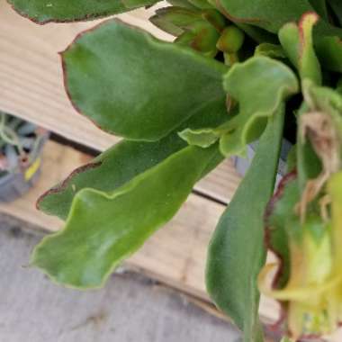 Yolanda's garden