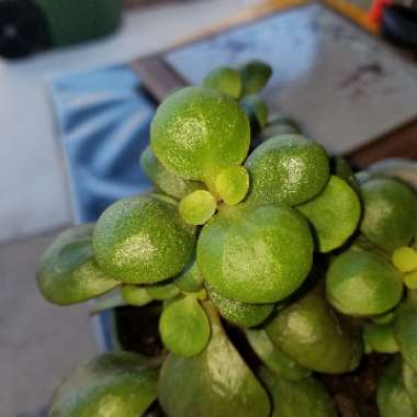 Christmas Kalanchoe