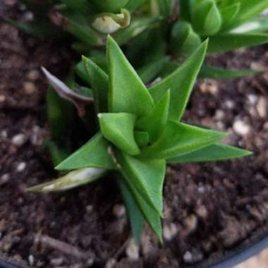 Yolanda's garden