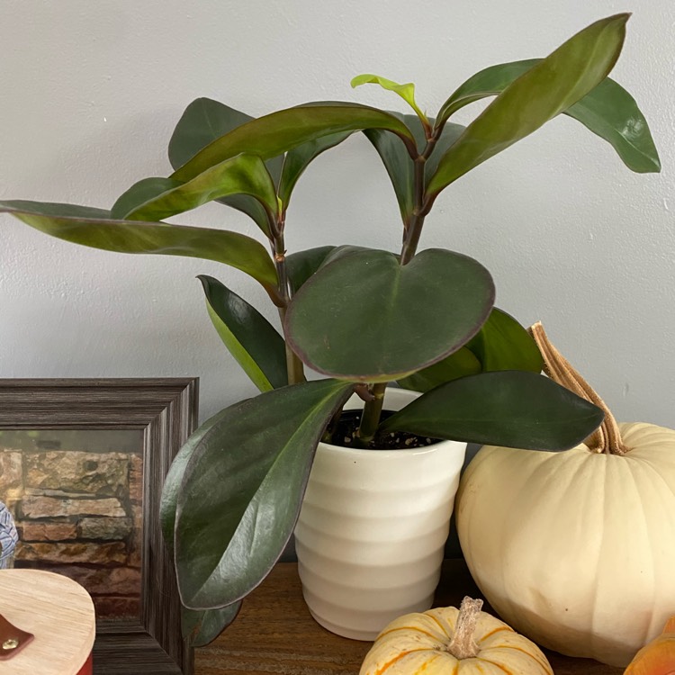 Plant image Peperomia clusiifolia cv Red Edge