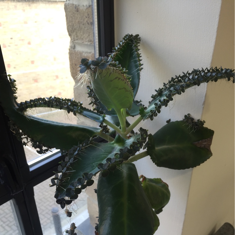 Plant image Kalanchoe Laetivirens 'Big Momma'