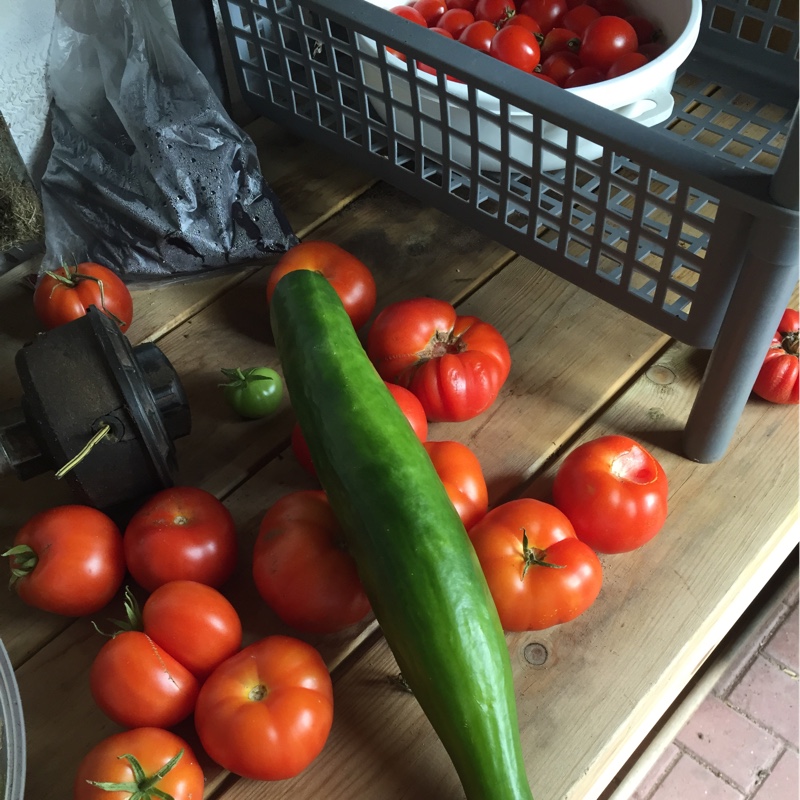 Bill's garden