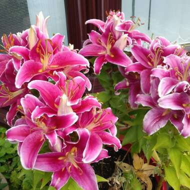 Helen  Nell's garden