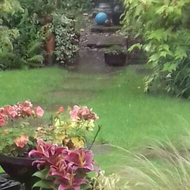 Helen  Nell's garden