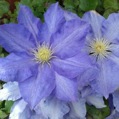 Helen  Nell's garden