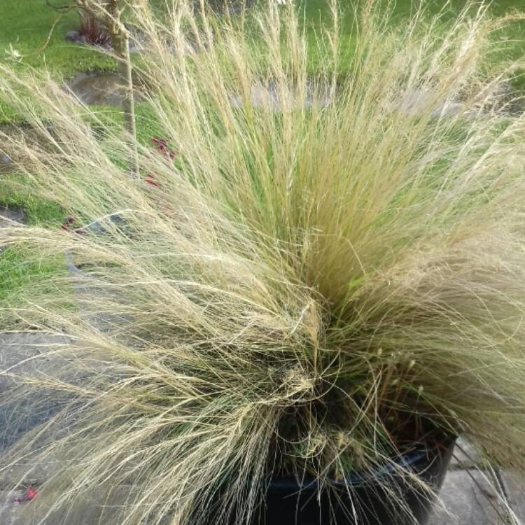Plant image Nassella tenuissima syn. Stipa tenuissima