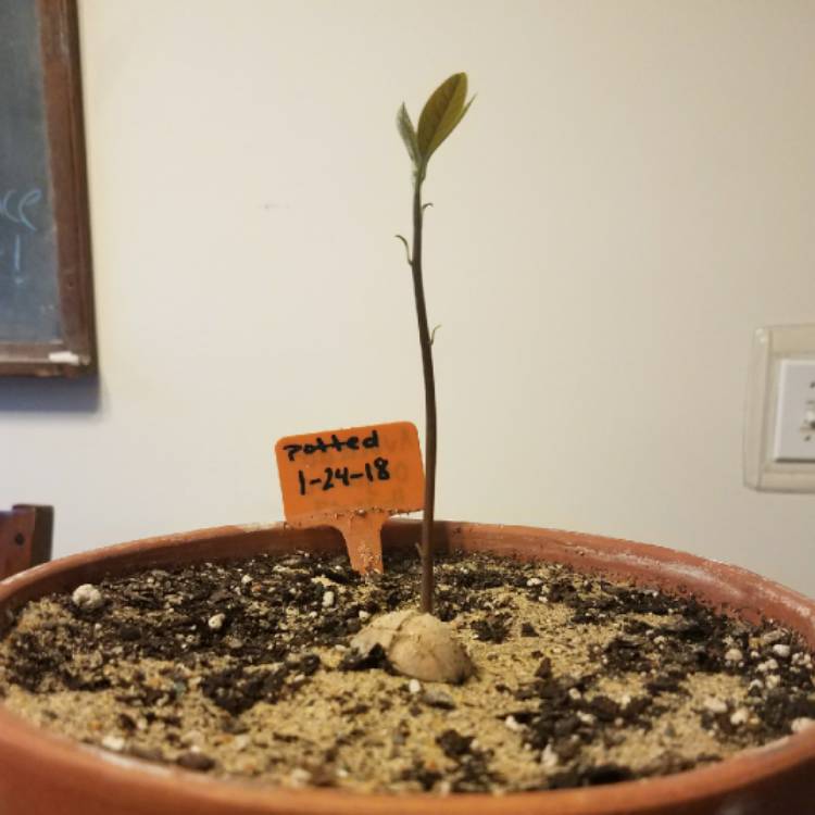 Plant image Persea americana 'Hass'